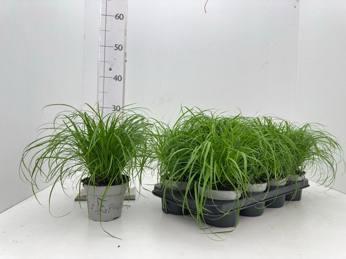 <h4>CYPER ALT ZUMULA</h4>