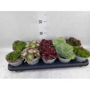 Sempervivum   ...