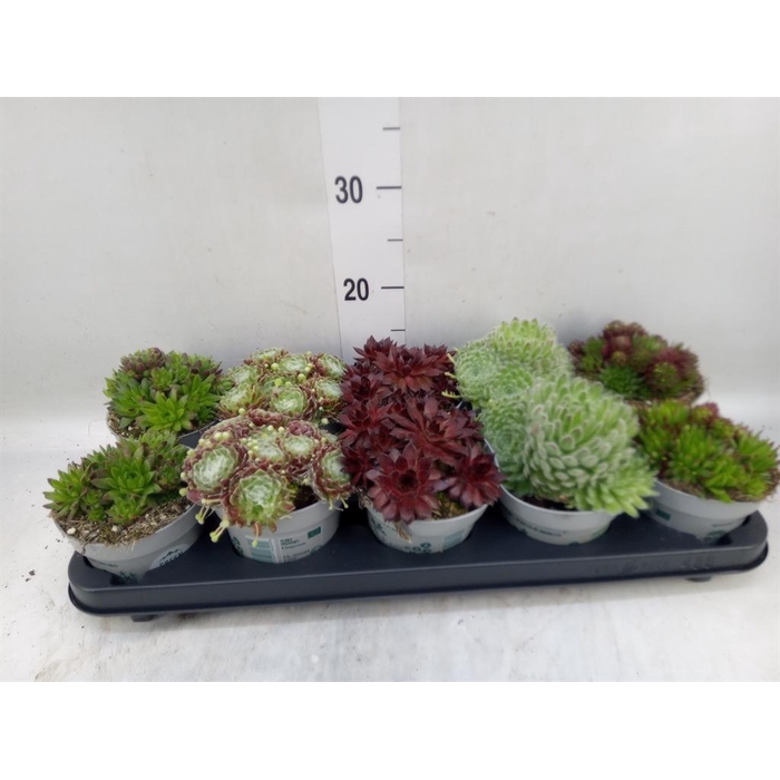 <h4>Sempervivum   ...</h4>