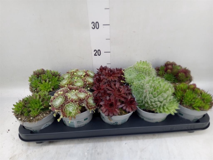 Sempervivum   ...