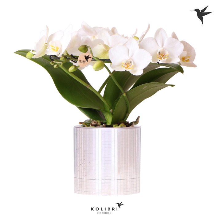 <h4>Kolibri Orchids Phalaenopsis Halo white in Disco pot</h4>