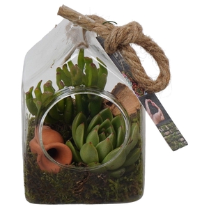 PTGIG2108 Arrangement Greens in glass in glazen huisje