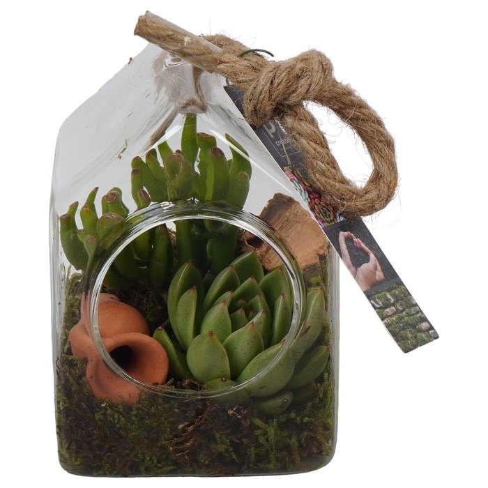 <h4>PTGIG2108 Arrangement Greens in glass in glazen huisje</h4>