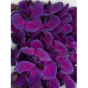 Phal Coloured Special Purple