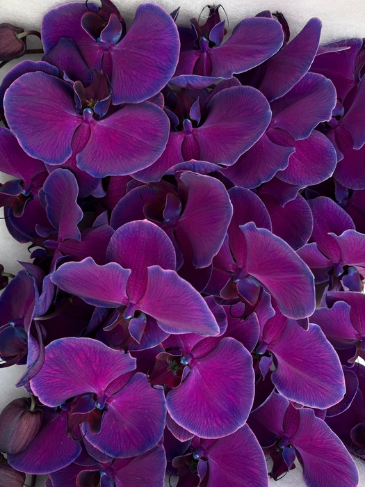 <h4>Phal Coloured Special Purple</h4>