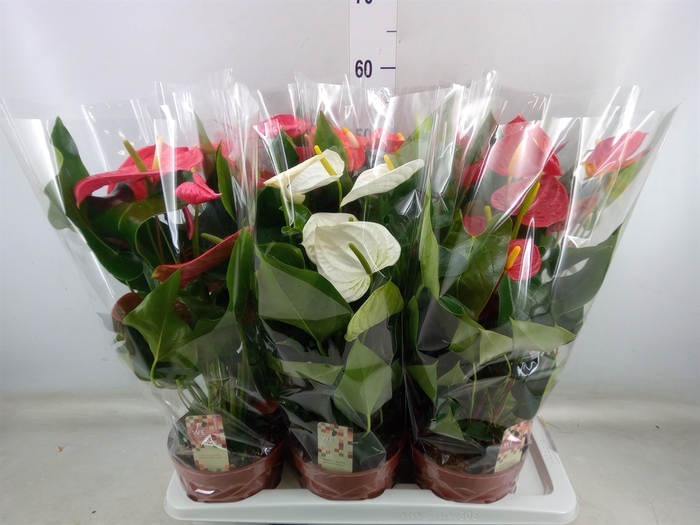 <h4>Anthurium   ...mix 4</h4>