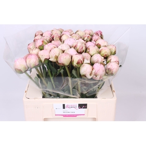 Paeonia Pillow Talk | Heavy Quality