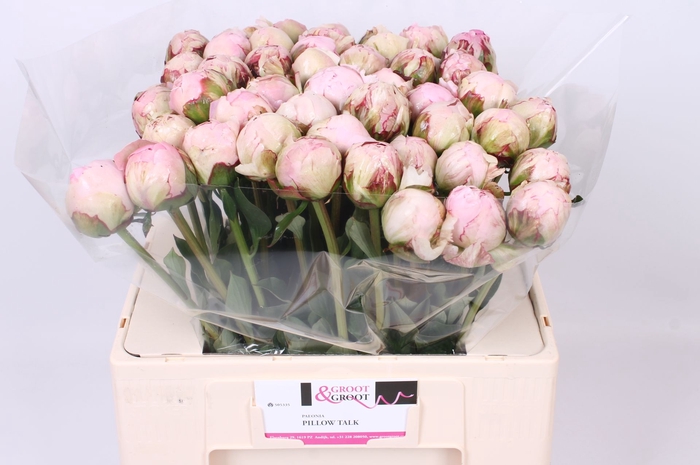<h4>Paeonia Pillow Talk | Heavy Quality</h4>