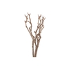 Syringa Branch Super Kohn