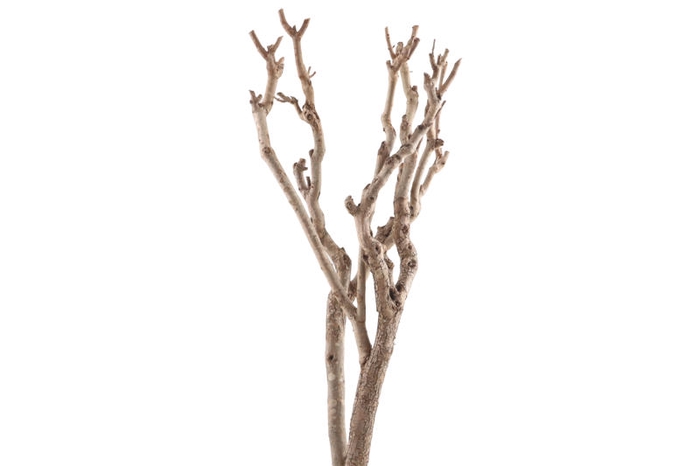 Syringa Branch Super Kohn