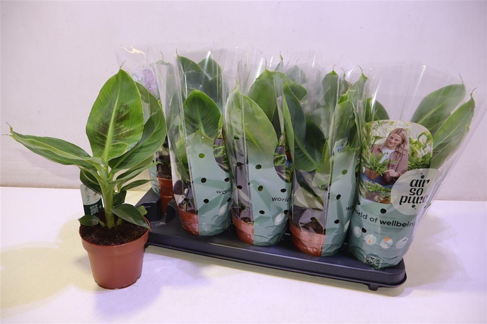 <h4>Musa Tropicana</h4>