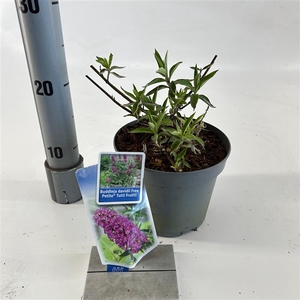 Buddleja dav. Free Petite© Tutti Fruitti ('Podaras 13'PBR)