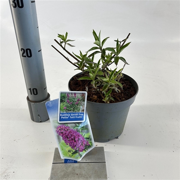 <h4>Buddleja dav. Free Petite© Tutti Fruitti ('Podaras 13'PBR)</h4>