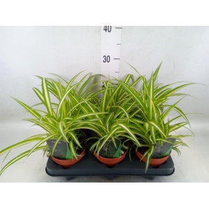 Chlorophytum com. 'Variegatum'