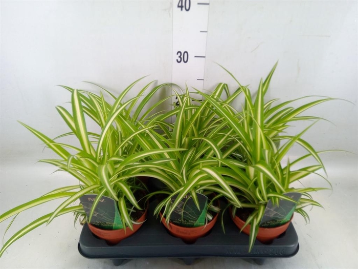 <h4>Chlorophytum com. 'Variegatum'</h4>