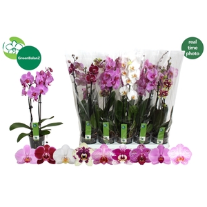 PHAL GEM 9 KL
