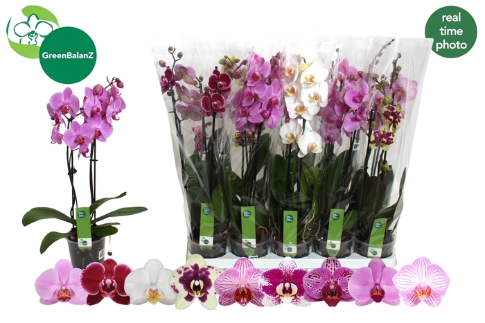 <h4>PHAL GEM 9 KL</h4>