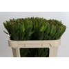 Leucadendron Goldstrike