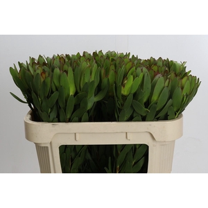 Leucadendron Goldstrike