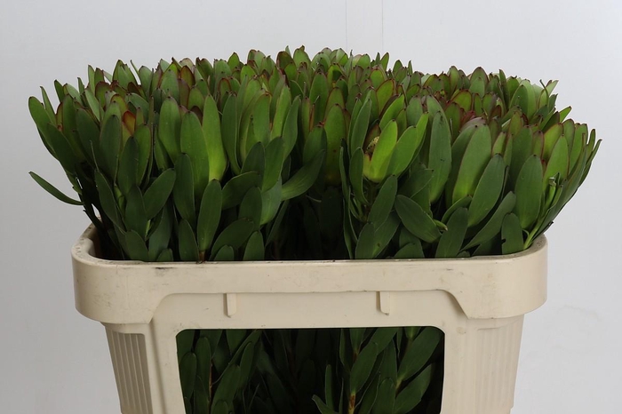 <h4>Leucadendron Goldstrike</h4>