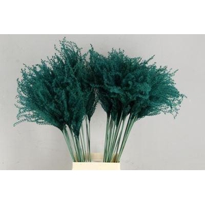 Dried Miscanthus Dark Green 90cm