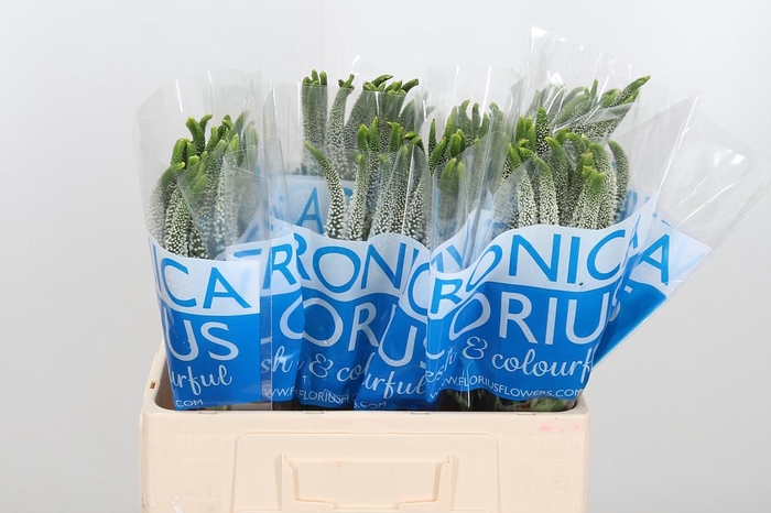 <h4>Veronica Caya Wit</h4>