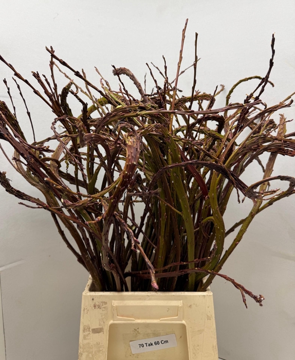 <h4>Salix Sekka Bandwilg</h4>