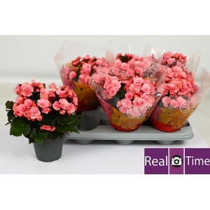 BEG DU MO 2 JOY PINK