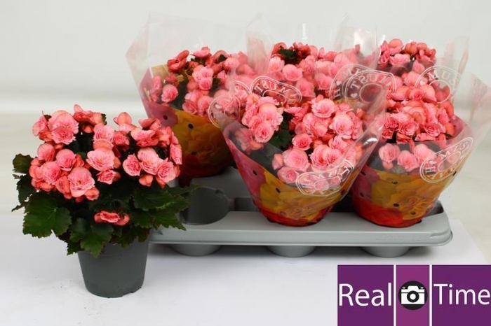 <h4>BEG DU MO 2 JOY PINK</h4>