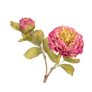 Rosa Pink Extra