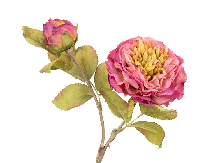 <h4>Rosa Pink Extra</h4>