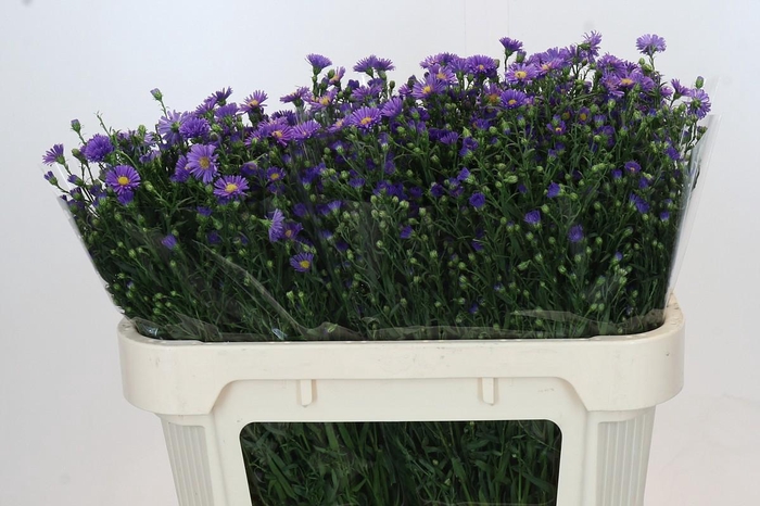 <h4>Aster Casamare</h4>