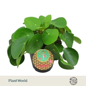 Pilea Peperomoides