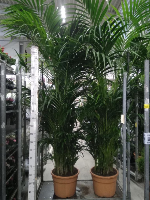 <h4>Howea forsteriana</h4>