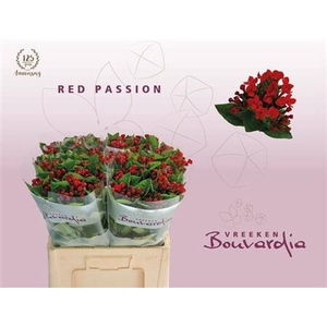 Bou En Red Passion