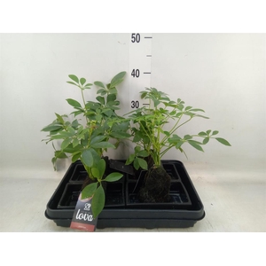 Arr.   Kamerplant Groen H%