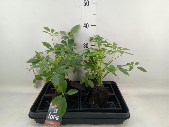 <h4>Arr.   Kamerplant Groen H%</h4>