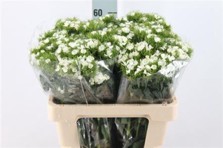 <h4>Di Barb It. White</h4>