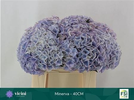 <h4>Hydr M My Minerva</h4>