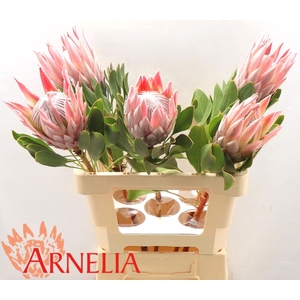 PROTEA CYNAROIDES