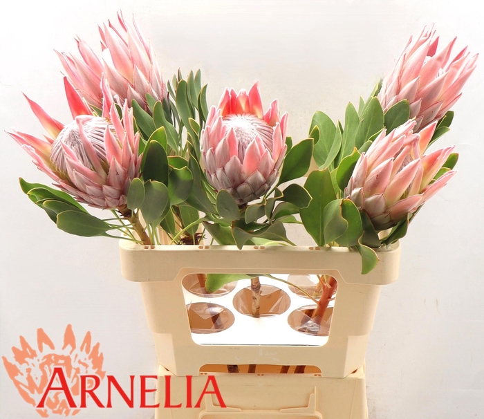 <h4>PROTEA CYNAROIDES</h4>