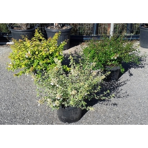Abelia overig