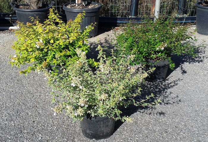<h4>Abelia overig</h4>