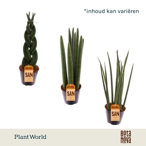 Sansevieria mix P8.5