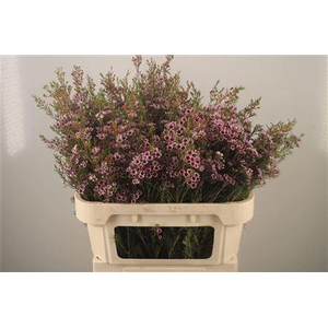 Chamelaucium Early Nir Pale Pink