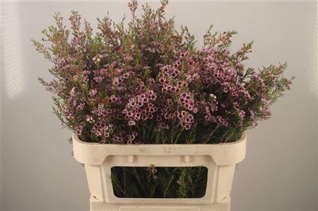 <h4>Chamelaucium Early Nir Pale Pink</h4>