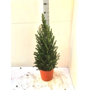 PICEA GL CONICA