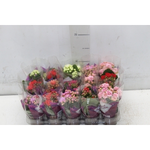 KALANCHOE DOBRADO MINI P06