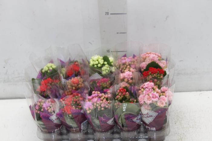 <h4>KALANCHOE DOBRADO MINI P06</h4>