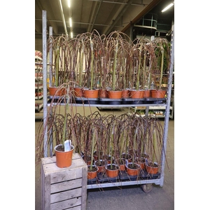 Salix Cap Kilmarnock